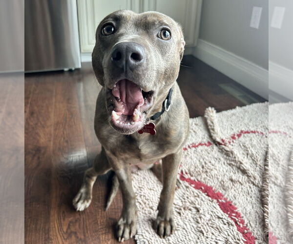 Medium Photo #3 Mutt Puppy For Sale in Fargo, ND, USA