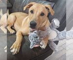 Small #13 Mutt