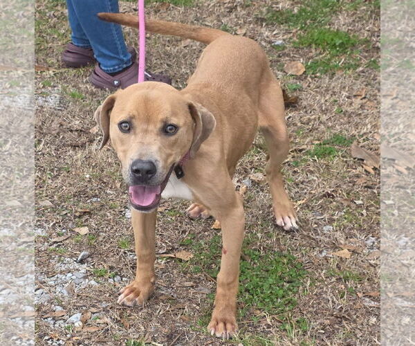 Medium Photo #1 Mutt Puppy For Sale in Yardley, PA, USA