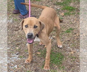 Mutt Dogs for adoption in Yardley, PA, USA