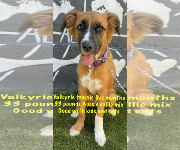 Medium Photo #1 Australian Shepherd-Collie Mix Puppy For Sale in pomfret, CT, USA