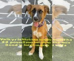 Small Australian Shepherd-Collie Mix