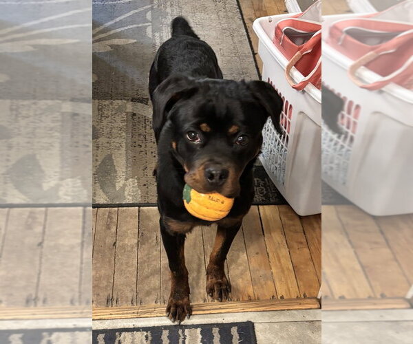 Medium Photo #10 Rottweiler Puppy For Sale in Brewster, NY, USA