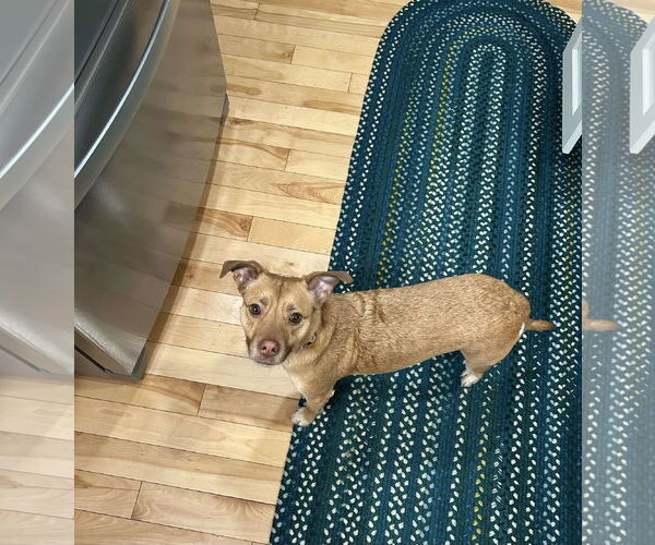 Medium Photo #1 Mutt Puppy For Sale in Shelburne, VT, USA