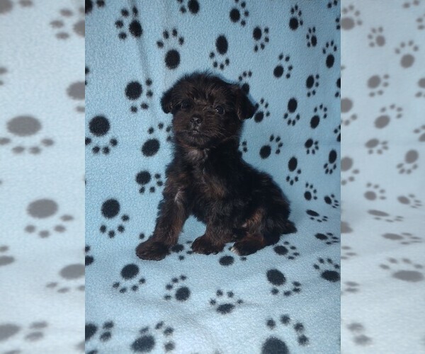 Medium Photo #8 YorkiePoo Puppy For Sale in LAPEER, MI, USA