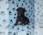 Small #7 YorkiePoo