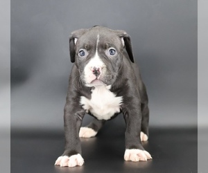 American Bully Puppy for sale in CHAMPAIGN, IL, USA