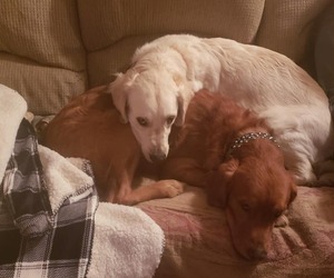 Mother of the Golden Retriever puppies born on 12/30/2019