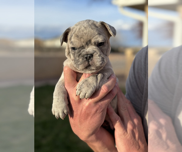 Medium Photo #2 French Bulldog Puppy For Sale in PUEBLO, CO, USA