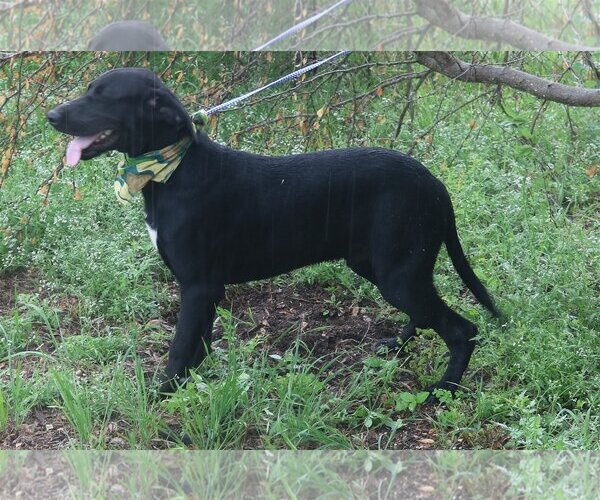 Medium Photo #3 Labrador Retriever-Unknown Mix Puppy For Sale in Bandera, TX, USA