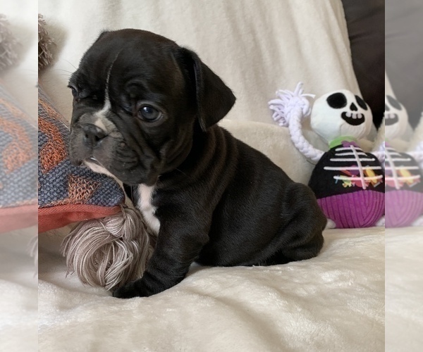 Medium Photo #1 French Bulldog Puppy For Sale in JOHNS ISLAND, SC, USA