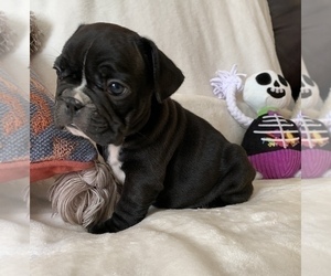 French Bulldog Puppy for sale in JOHNS ISLAND, SC, USA