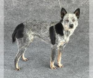 Australian Cattle Dog Dogs for adoption in Hanford, CA, USA