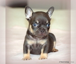 Small #4 French Bulldog