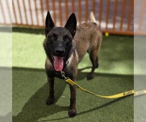 Mutt Dogs for adoption in Las Vegas, NV, USA