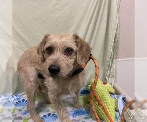 Border Terrier-Unknown Mix Dogs for adoption in Modesto, CA, USA