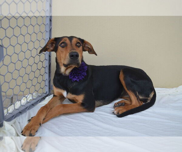 Medium Photo #3 Coonhound-Unknown Mix Puppy For Sale in McKinney, TX, USA