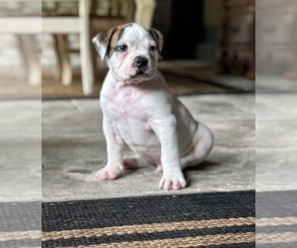 Medium Photo #2 American Bulldog Puppy For Sale in COLUMBIA, KY, USA