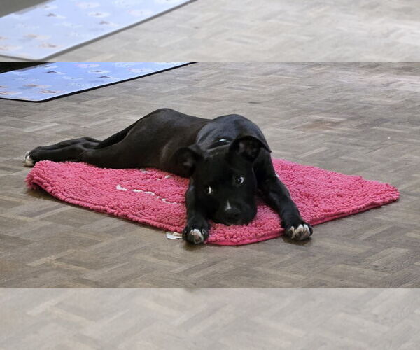 Medium Photo #15 American Pit Bull Terrier-Labrador Retriever Mix Puppy For Sale in San Diego, CA, USA