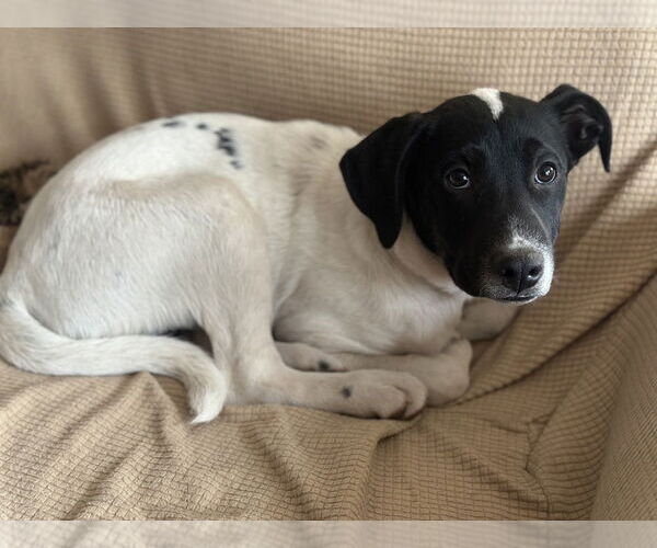 Medium Photo #4 Border Collie-Pointer Mix Puppy For Sale in Raleigh, NC, USA