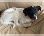 Small #3 Border Collie-Pointer Mix
