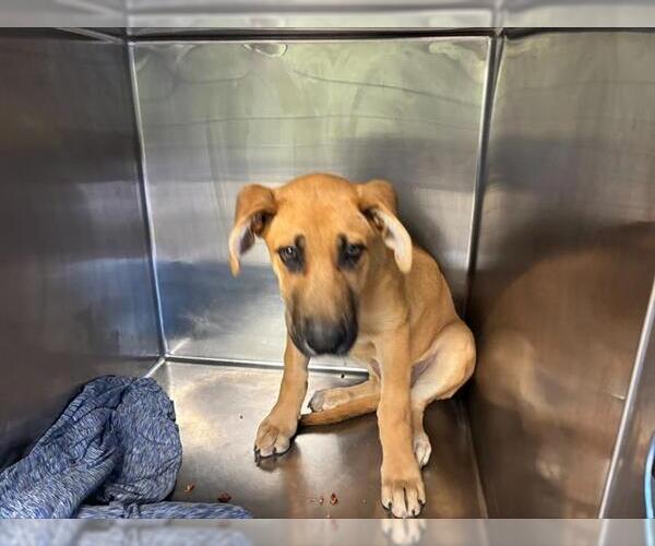 Medium Photo #1 German Shepherd Dog-Great Dane Mix Puppy For Sale in Grand Prairie, TX, USA