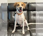 Small Photo #15 American Pit Bull Terrier-Treeing Walker Coonhound Mix Puppy For Sale in Spotsylvania, VA, USA