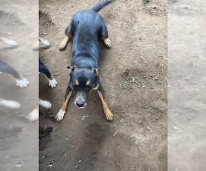 Labrador Retriever-Unknown Mix Dogs for adoption in San Antonio, TX, USA
