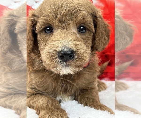 Medium Photo #5 Goldendoodle (Miniature) Puppy For Sale in BULLARD, TX, USA