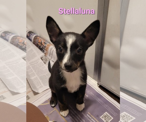 Medium Photo #5 Australian Shepherd-Rat Terrier Mix Puppy For Sale in Des Moines, IA, USA