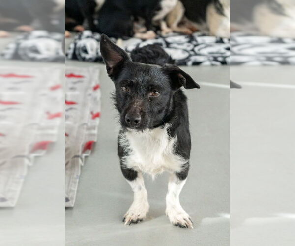 Medium Photo #5 Mutt Puppy For Sale in Studio City, CA, USA