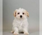 Small Photo #1 Maltese-Morkie Mix Puppy For Sale in WARSAW, IN, USA