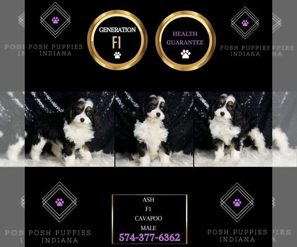 Medium Photo #1 Cavapoo Puppy For Sale in WARSAW, IN, USA