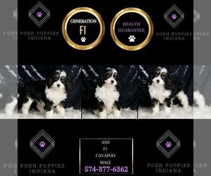 Cavapoo Puppy for sale in WARSAW, IN, USA