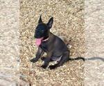 Puppy Puppy 5 Belgian Malinois