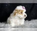 Small Photo #36 Maltipoo (Miniature) Puppy For Sale in WARSAW, IN, USA