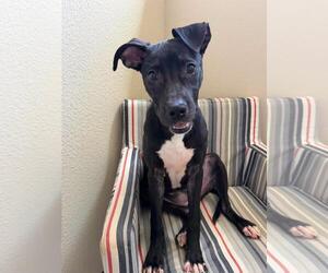 Queen - Female Labrador Retriever-Unknown Mix Dog for Adoption - Photo #9