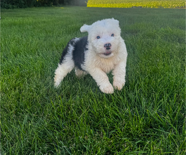 Medium Photo #2 Old English Sheepdog Puppy For Sale in KEWANEE, IL, USA