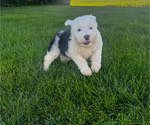 Small #1 Old English Sheepdog