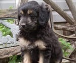 Puppy Ivy Aussiedoodle Toy