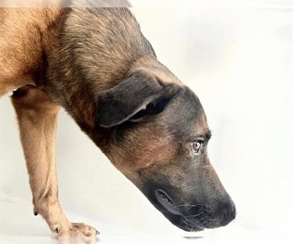 Medium Photo #2 German Shepherd Dog-Unknown Mix Puppy For Sale in Houston, TX, USA
