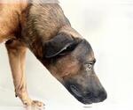 Small #1 German Shepherd Dog Mix