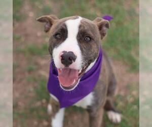 American Bulldog Dogs for adoption in San Antonio, TX, USA