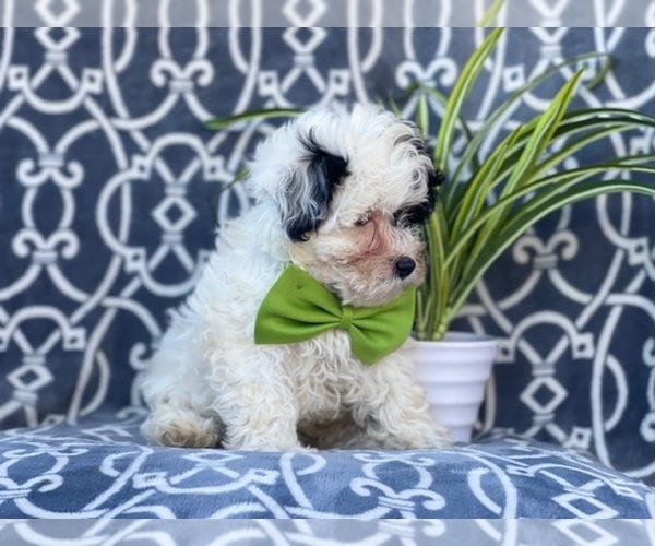Medium Photo #10 Maltipoo Puppy For Sale in LAKELAND, FL, USA