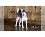 Small Photo #1 Alaskan Klee Kai-Pomsky Mix Puppy For Sale in CLARE, MI, USA
