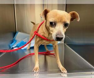 Chiweenie Dogs for adoption in Orange, CA, USA