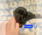 Small #5 Coonhound Mix