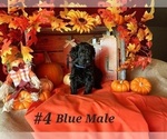 Small Photo #5 Shepadoodle Puppy For Sale in SPOKANE, WA, USA