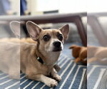 Small #13 Chiweenie