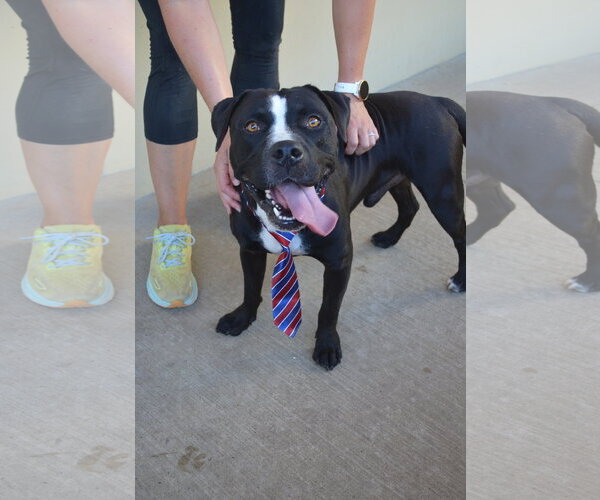 Medium Photo #2 American Pit Bull Terrier-Unknown Mix Puppy For Sale in McKinney, TX, USA